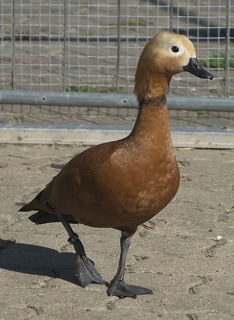 身趋势榜首